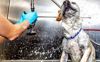 Dog Wash